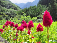 里山のケイトウ