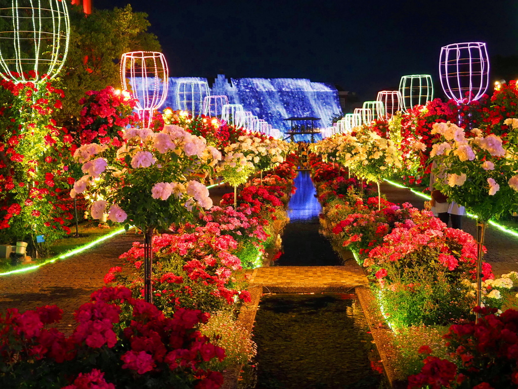 夜の薔薇園