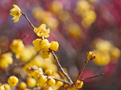 神社の蝋梅～１