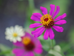 夏の朝の花～２