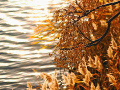 金茶色の川～２