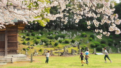 桜のメモリー