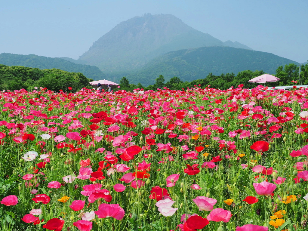 ポピー畑と平成新山～１