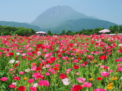 ポピー畑と平成新山～１