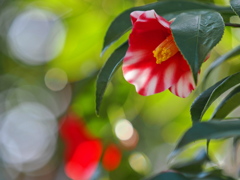 椿のランプシェード