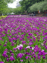 花菖蒲園