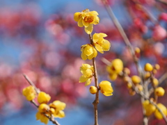 神社の蝋梅～２