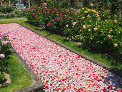 薔薇園の花筏～１