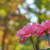 秋の薔薇