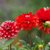 花壇の華