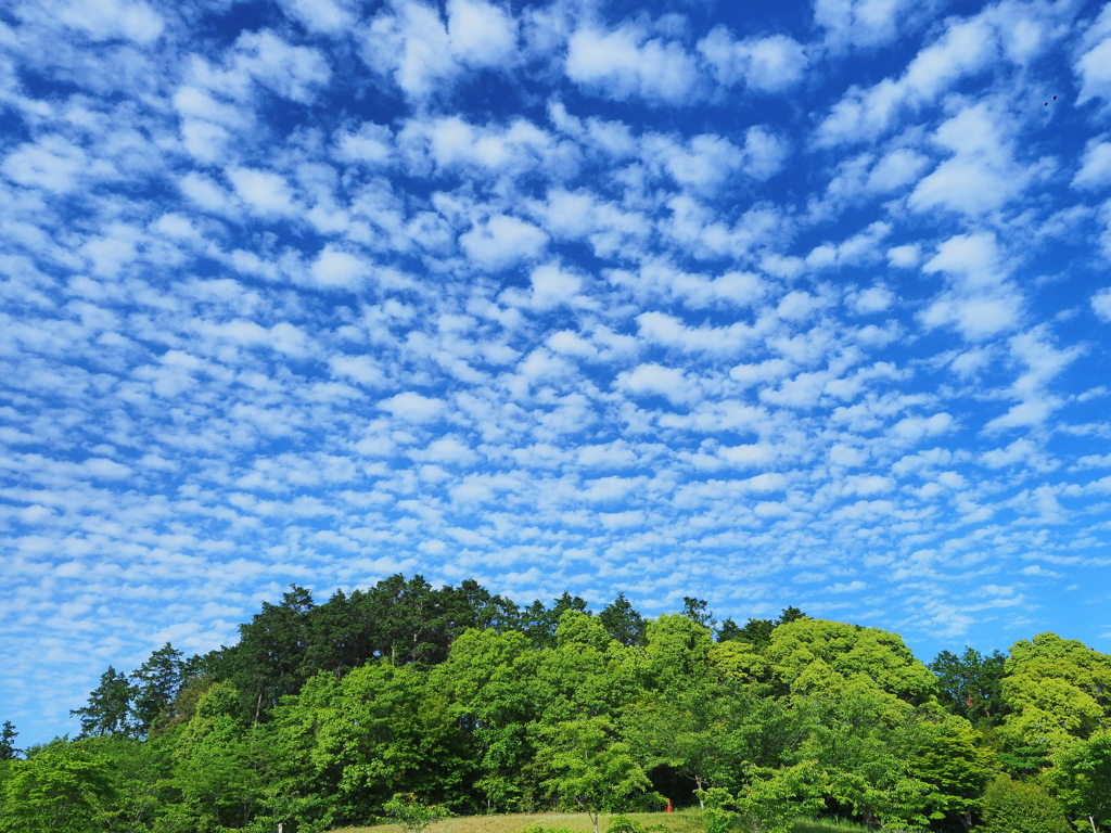 新緑と羊雲 By Kunchi Id 写真共有サイト Photohito