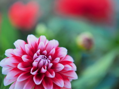 小春日和の花～１