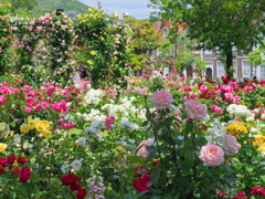 陽光の薔薇園