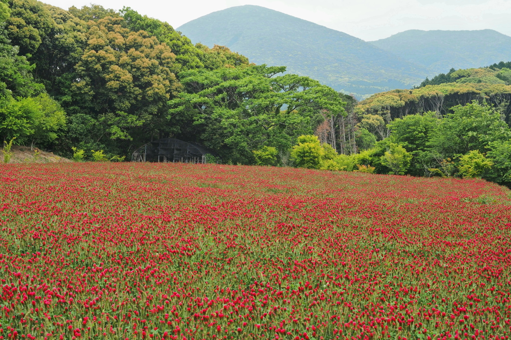 山間の赤い花～２