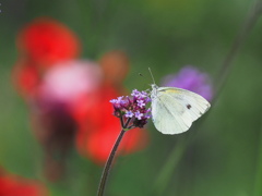 モンシロチョウと紫の花～２