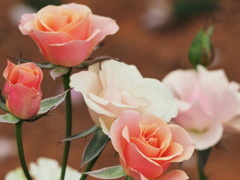 ピンクベージュの秋薔薇