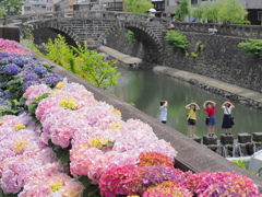 アジサイと眼鏡橋