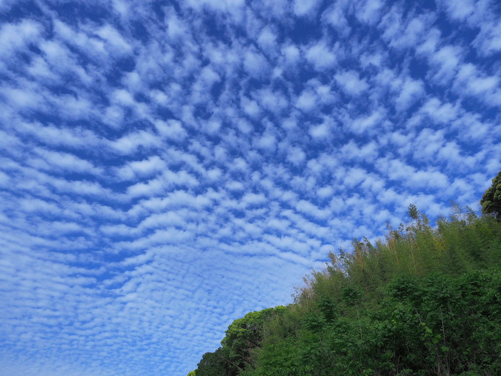 流れるイワシ雲