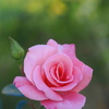 秋薔薇咲始め～１