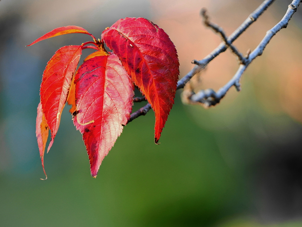 葉っぱのフレディ