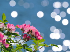 小春日和の花～３