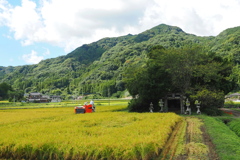 鎮守の森と稲刈り