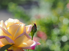 小春日和の花～２