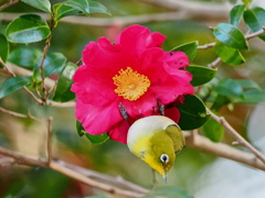 メジロと山茶花