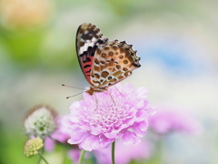 陽光の花園にて