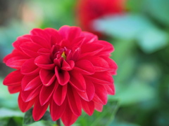真紅のダリア