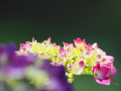 紫陽花の詩～２