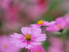 真夏日の秋桜～２