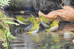 メジロの行水