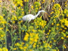 菜の花とサギ