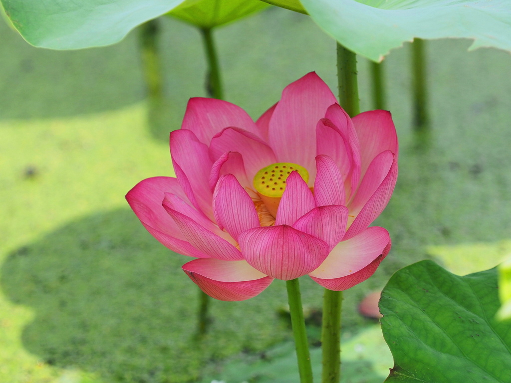 葉陰に咲く
