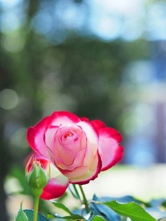 小春日和の花～４