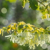 雨上がりのマンサクの花