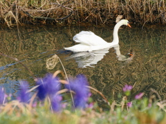 ムスカリと白鳥