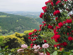 山間の石楠花～２