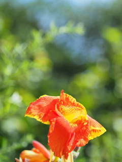 カンナの花が燃えて揺れてた