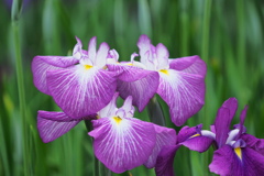 紫菖蒲