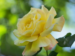 黄色の春薔薇