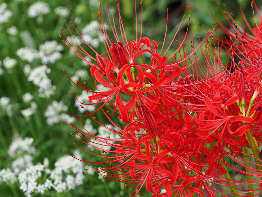 彼岸花とニラの花