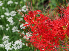 彼岸花とニラの花
