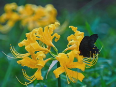 リコリスとアゲハ