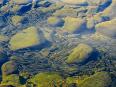 小川の幼魚達