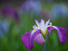 紫の華