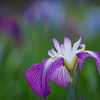 紫の華
