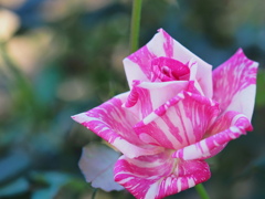 11月の薔薇～１