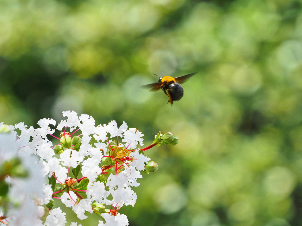 サルスベリとクマ蜂